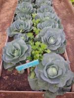 Organic Farm06.jpg